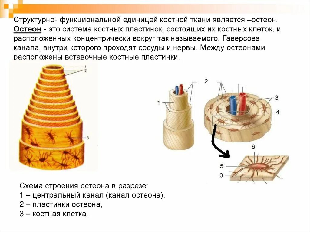 Остеон структурная единица костной ткани. Остеон- структурно-функциональная единица костной ткани. Остеон гаверсова система. Остеон это структурная единица. Остеон ткань