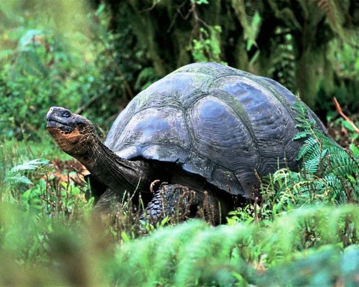 Примыкающие фото. Пресмыкающиеся черепахи. Азиатская черепаха сухопутная. Пресмыкающиеся животные черепаха. Присмыкаюшие черепаха.