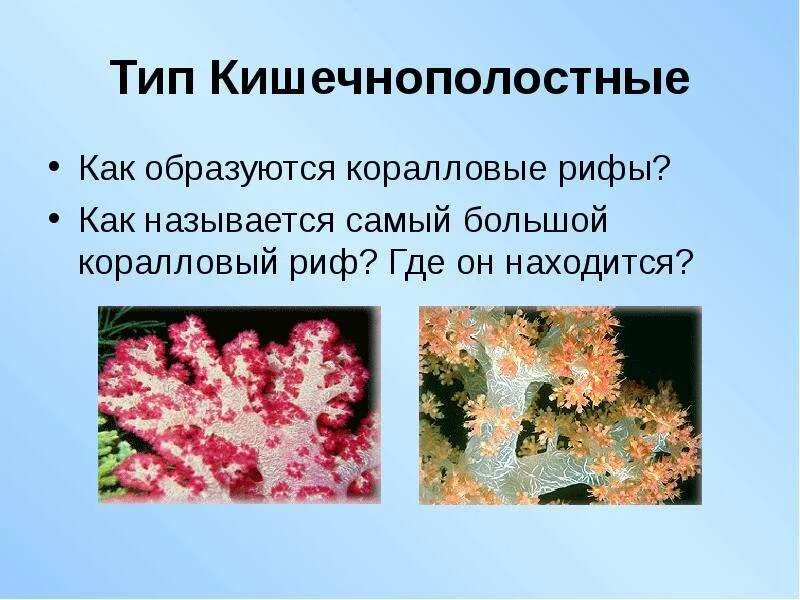Коралловому рифу как устойчивому сообществу