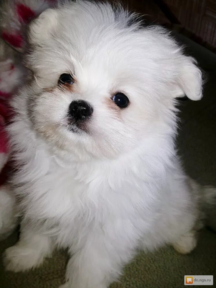 20 Cool Facts You Didn't Know About Pomeranians Pomeranian dog, Pomeranian puppy