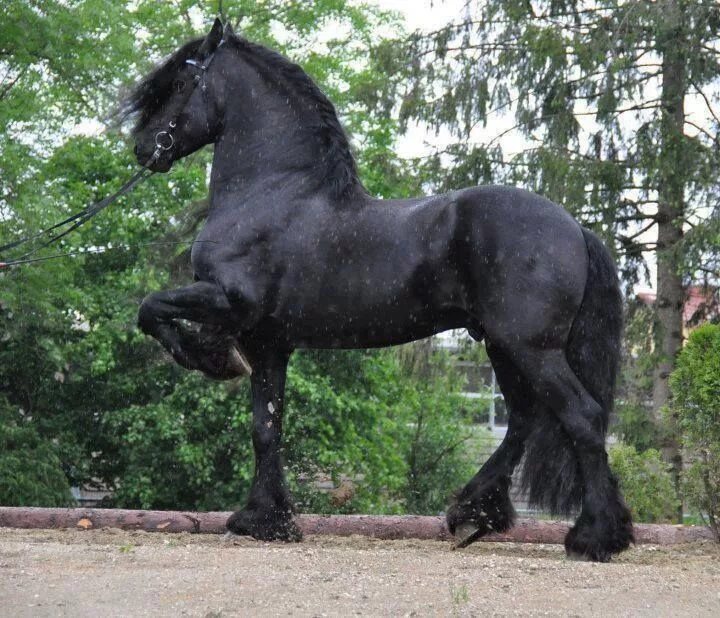 Першерон лошадь фото Los caballos más lindos del mundo, nunca has visto nada parecido Percheron horse