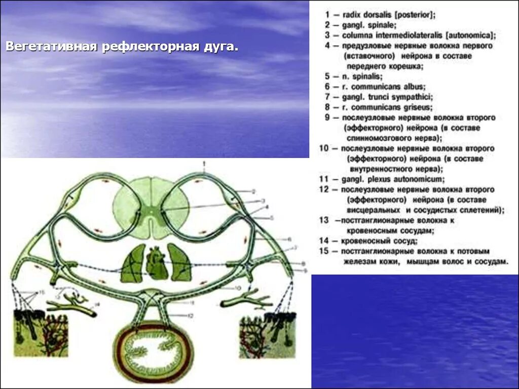 Дуги вегетативной нервной системы. Вегеативнаярефлекторная дуга. Вегетативная рефлекторная дуга. Схема вегетативного рефлекса. Дуга вегетативного рефлекса.