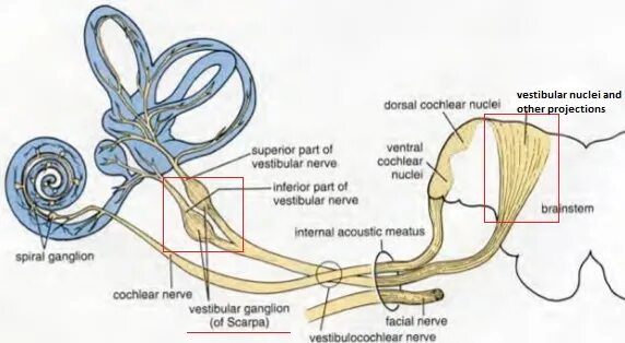 Вестибулярный ганглий расположен. Вестибулярный нерв. Вестибулярный ганглий располагается. Ход вестибулярного нерва. Строение вестибулярного нерва