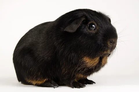 Guinea перевод