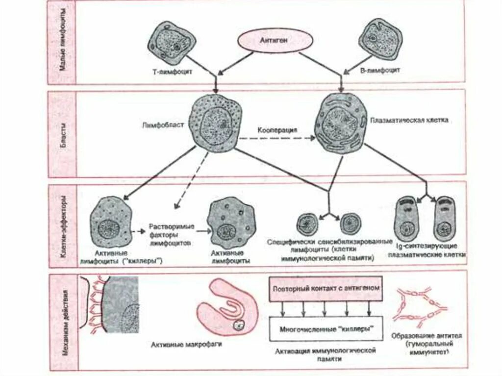 Иммунная супрессия. Схема иммунного ответа лимфоциты. Механизм гуморального иммунитета схема. Схема иммунитета т лимфоциты в лимфоцитов. Т-лимфоциты иммунной системы схема.