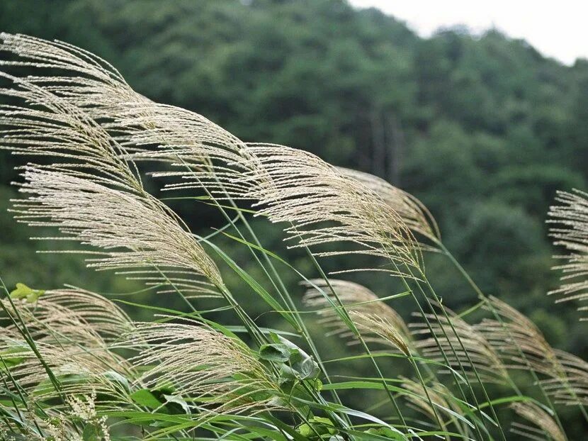 Высокая трава. Японская высокая трава. Высокая трава растение. Густая трава высокая трава.