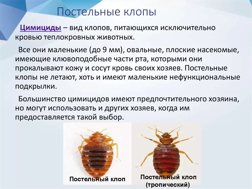 Постельный клоп пути распространения заболеваний. Клоп постельный эктопаразит. Постельный клоп специфический переносчик. Постельный клоп характеристика.