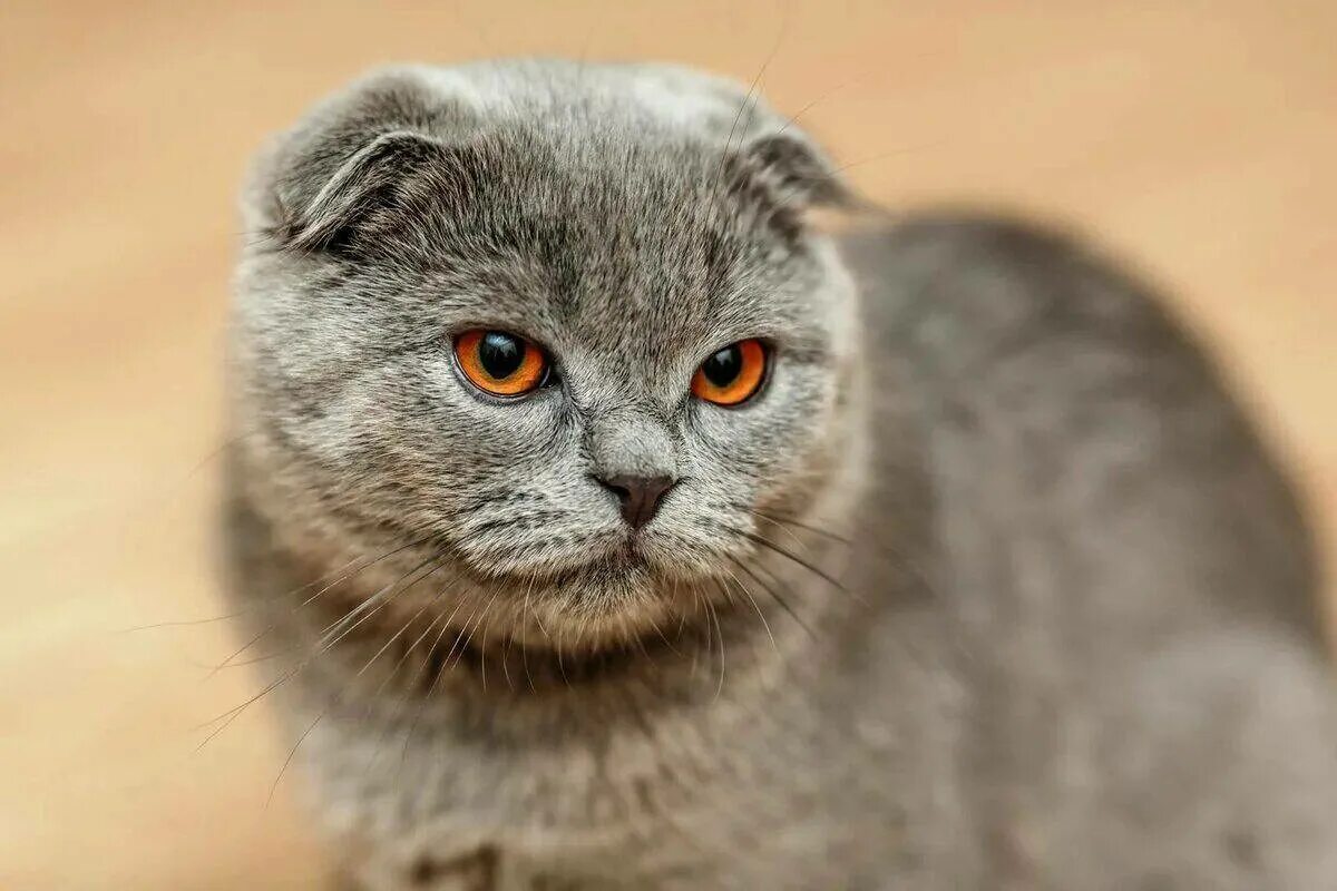 Как выглядит вислоухий кот