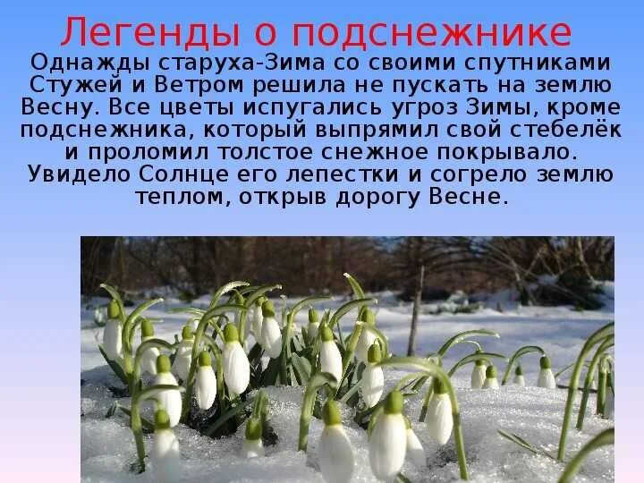 Красивые легенды о весне. Март первый месяц весны. Легенда пра веску. Легенда пра веску. Рассказ о тюльпане.