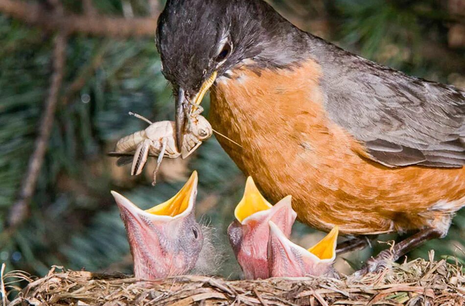 эти красивые и большие птицы кормятся смолистой. эти красивые и большие птицы кормятся смолистой. эти красивые и большие птицы кормятся смолистой. эти красивые и большие птицы кормятся смолистой. птенец грача.