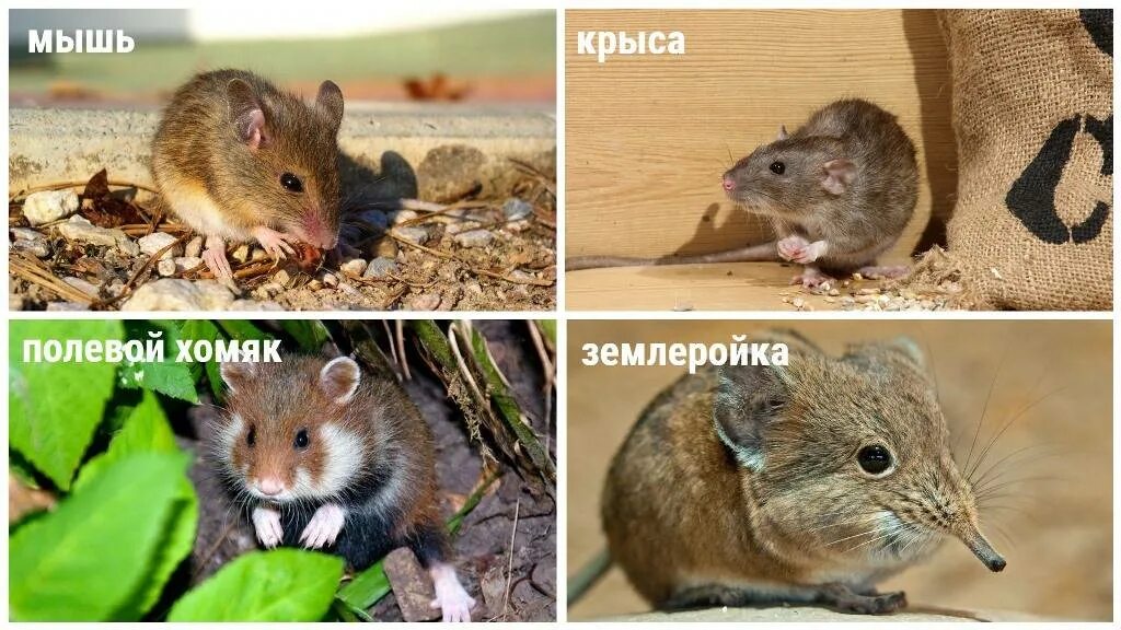 Как понять крыса или мышь. Полевые мыши и домашние мыши. полевка и мышь разница. мышь полевка домашняя. мышь и крыса отличия.