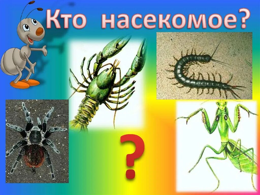Кто такие насекомые 1. Кто такие насекомые. насекомые 1 класс окружающий мир. презентация насекомые 1 класс. кто такие насекомые презентация.