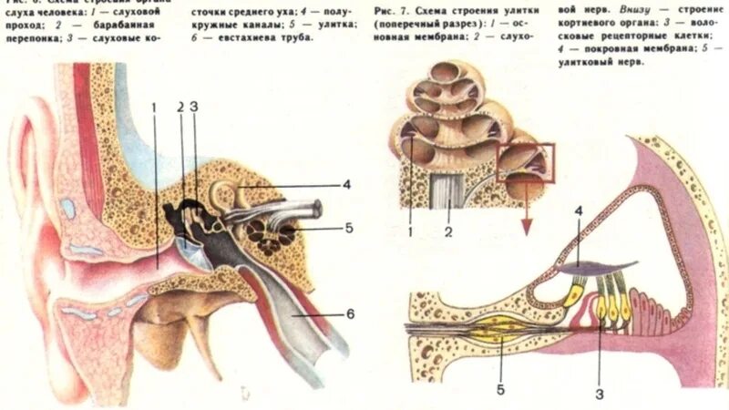 Строение слуховой улитки