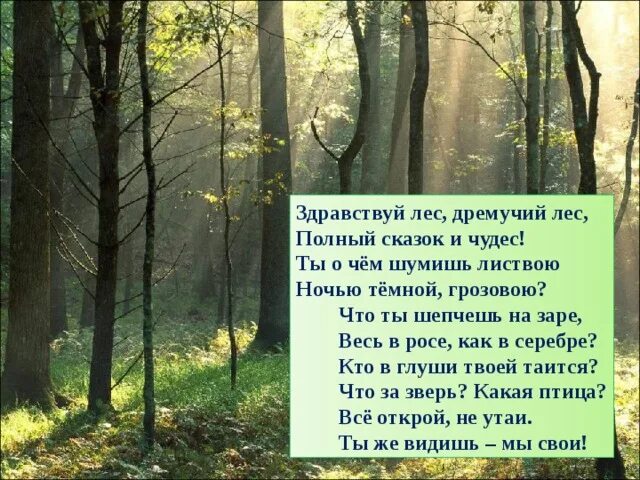 Забрались в чащу. Здравствуй лес дремучий лес полный сказок. Лес полон сказок и чудес. Дремучий лес, полный сказок и чудес.. Здравствуй лес.