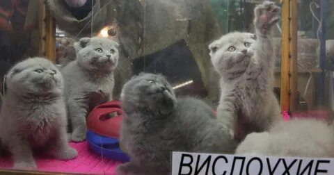 Птичий рынок продать котят