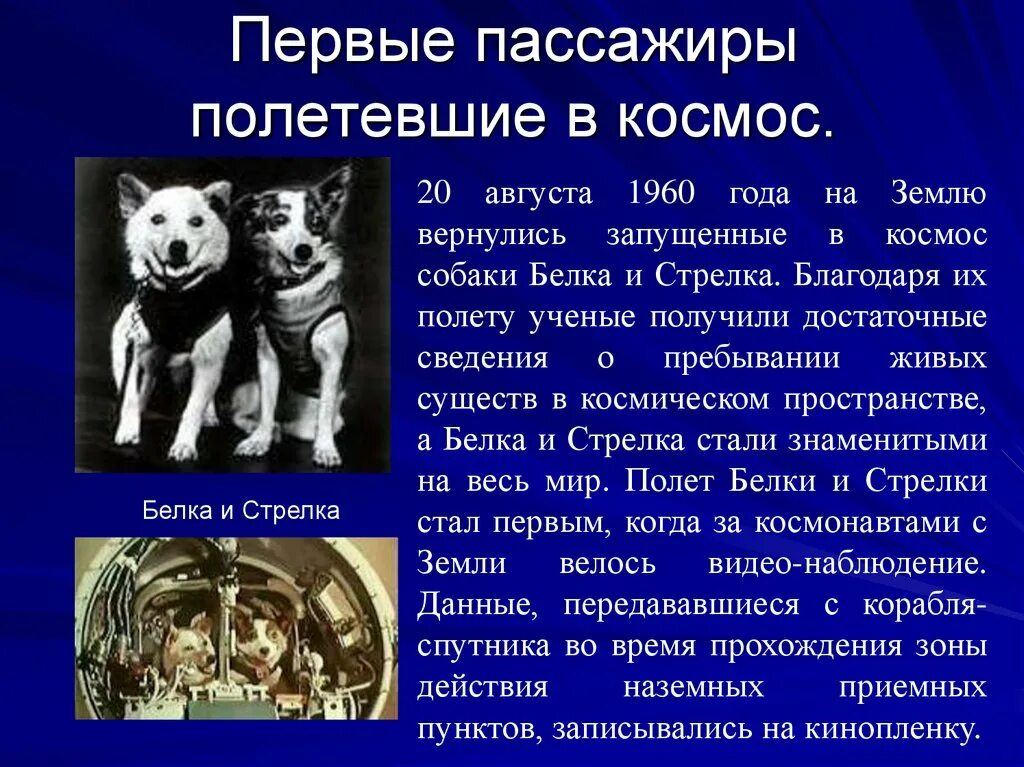 Кто первый полетел в космос животные. Первые собаки космонавты. Собаки полетевшие в космос. Первые собаки полетевшие в космос белка и стрелка. Самая первая собака в космосе.