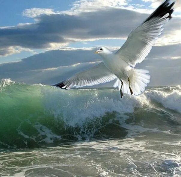 Прибой чайка. Море, Чайки. Море волны Чайки. Птицы над морем. Чайки над морем.