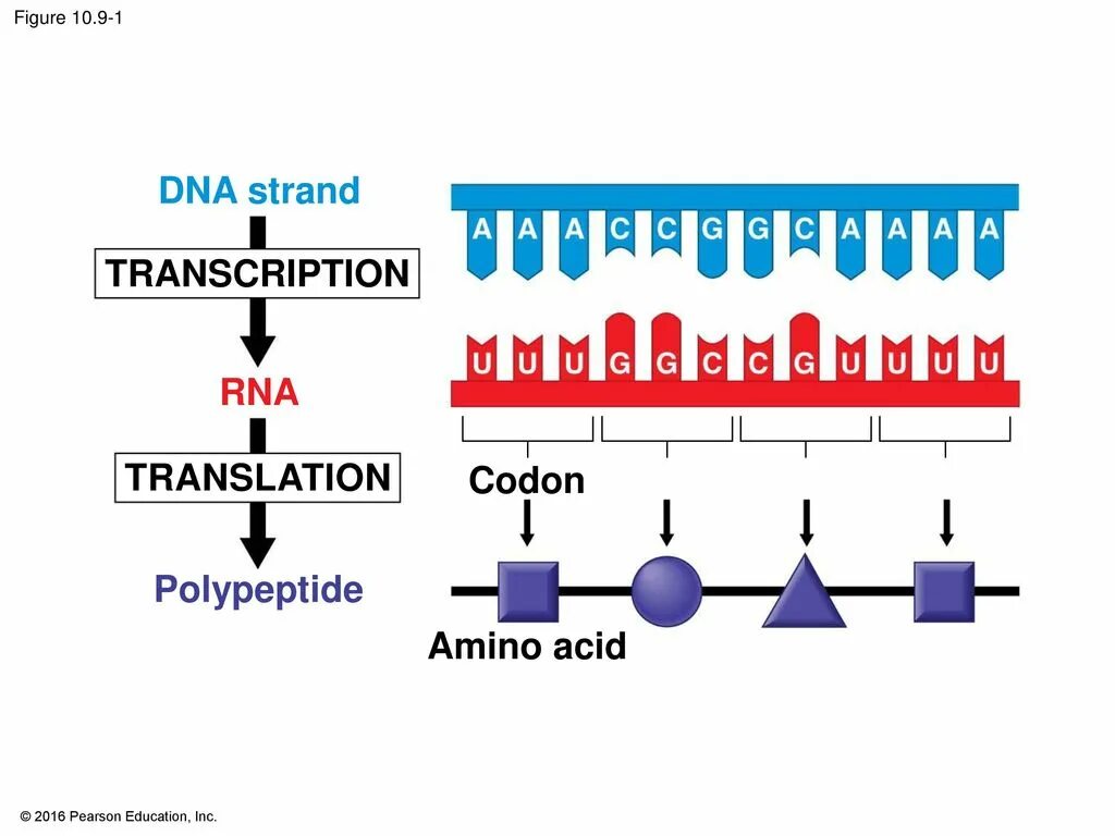 RNA Transcription. DNA Transcription. DNA Transcription and translation. DNA RNA Protein.