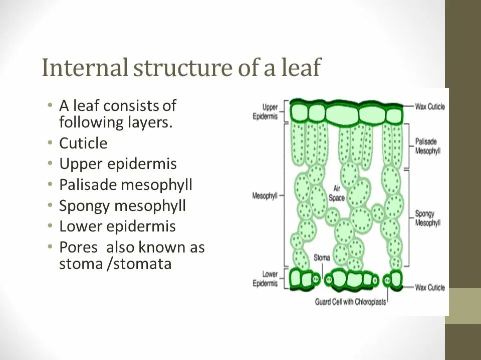 Internal structure. Leaf structure. Internal structure of the Leaf. Structure of leaves. Structure of a Leaf diagram.