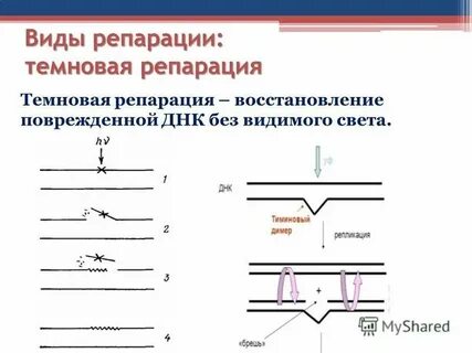 Зона репарации