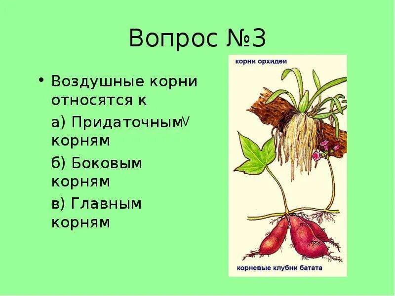 Воздушные корни. Презентация на тему воздушные корни. Воздушные придаточные корни. Что относится к видоизмененным корням биология 6