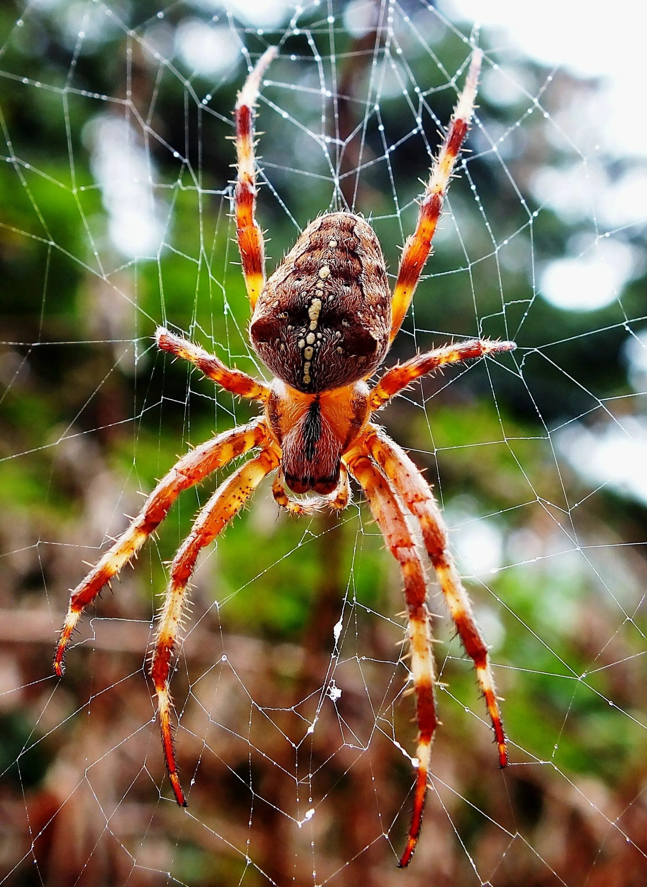 Паук какой тип. Агриопа паук. araneus diadematus - крестовик. оранжевый паук крестовик. паук аранеус.