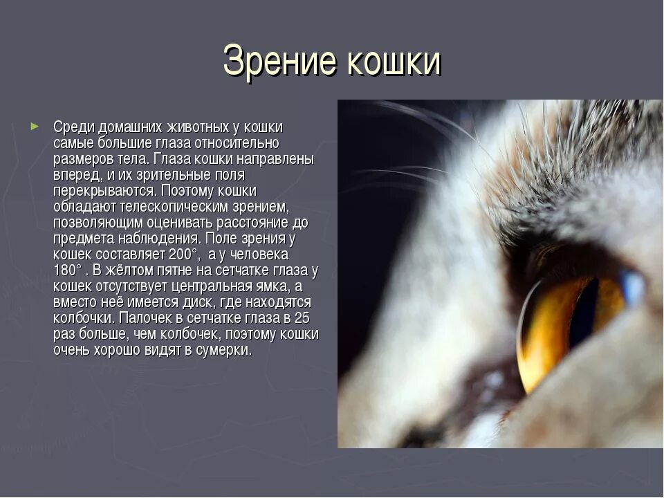 Почему кошка долго смотрит в глаза. Зрение кошек. зрение животных. зрение глазами кошки. как видят кошки.
