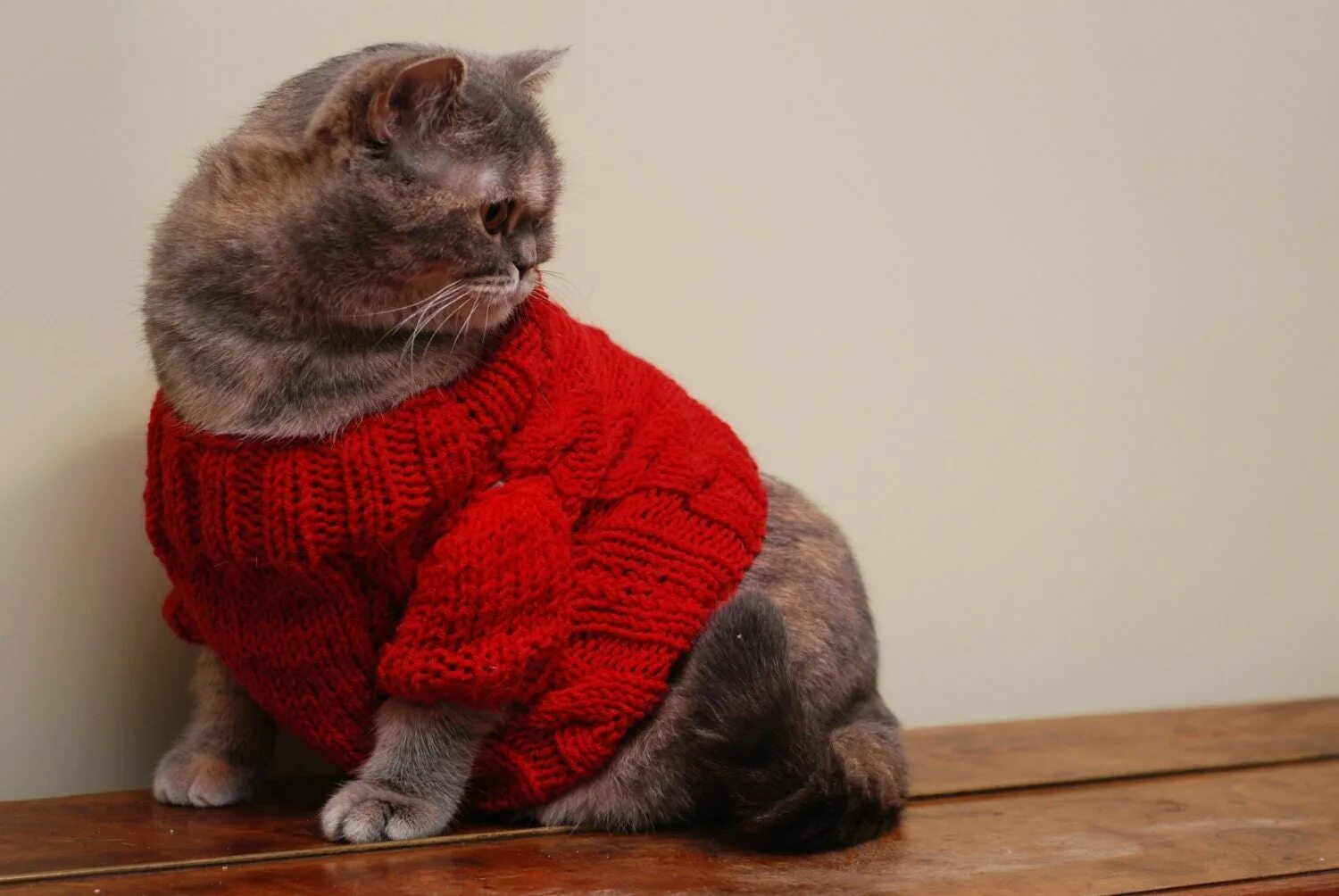 Кот в кофте. Кот в свитере. Свитер для кошки. Кофточки для кошек.