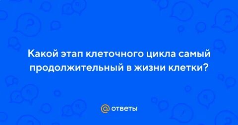 Какой этап самый продолжительный в жизни клетки