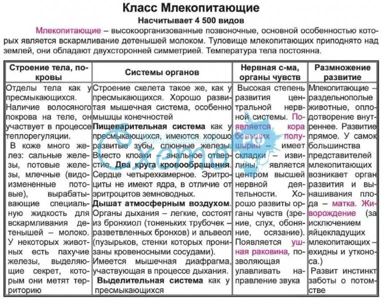 Характеристика отрядов млекопитающих таблица 7 класс биология. Характеристика млекопитающих 7 класс биология таблица. Характеристика систем органов млекопитающих таблица. Общая характеристика млекопитающих 7 класс биология таблица.