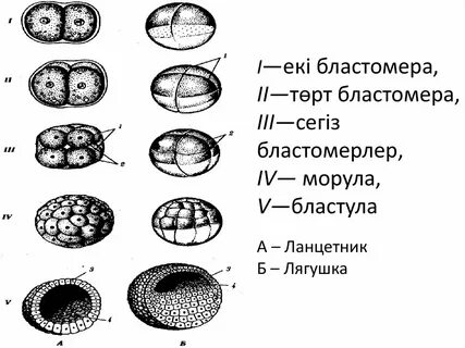 Дробление бластомеров
