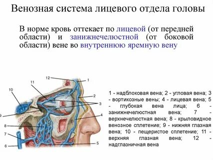 Лицевая вена