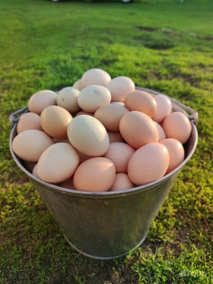 Купить яйца иркутск. Домашние яйца. Домашние куриные яйца. Яйцо домашнее куриное. Продаются домашние яйца.