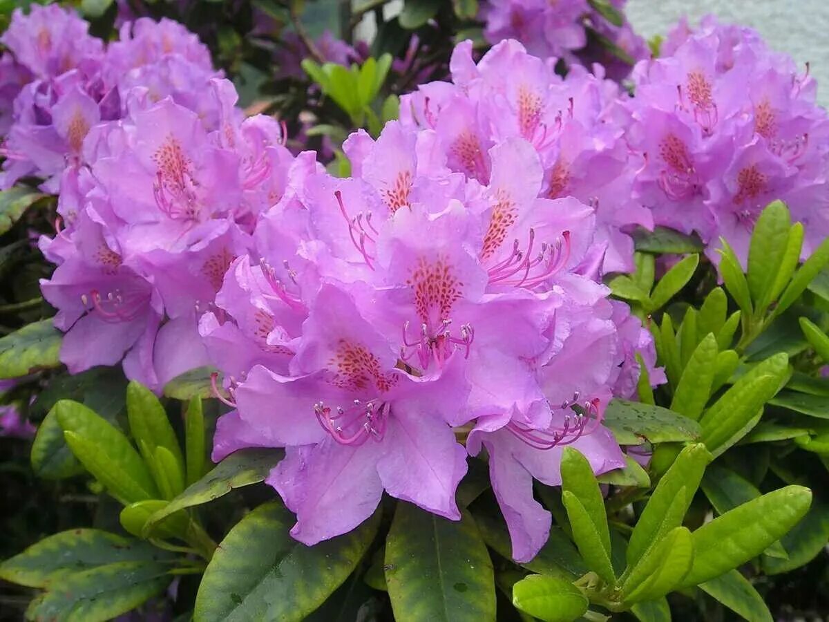 Рододендрон название сортов. Рододендрон гибридный гаага. рододендрон костерианум.