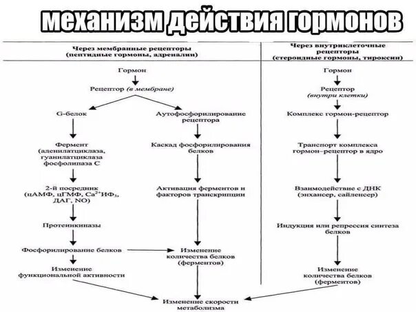 Эндокринология 2023. Основные типы направления и механизмы действия гормонов. Механизм действия гормонов схема. Гормоны механизм действия гормонов. Мембранный Тип действия гормонов схема.