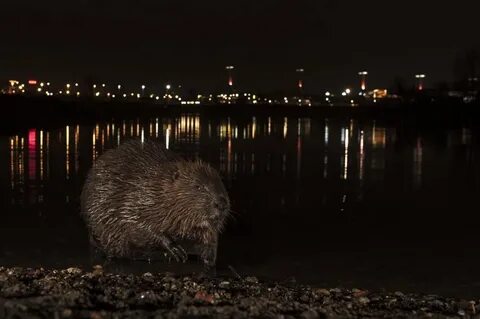 British wildlife photography awards 2024