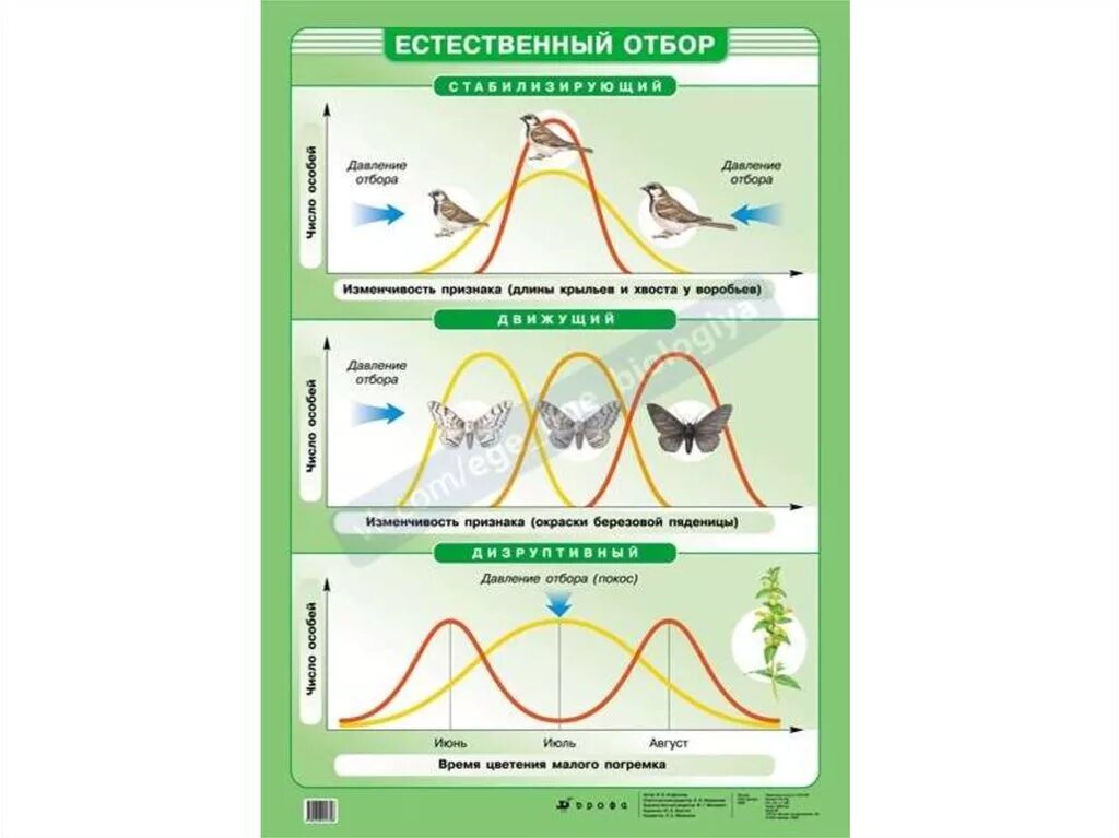 Форма искусственного и естественного отборов. Форма искусственного и естественного отборов