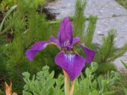 Iris home
