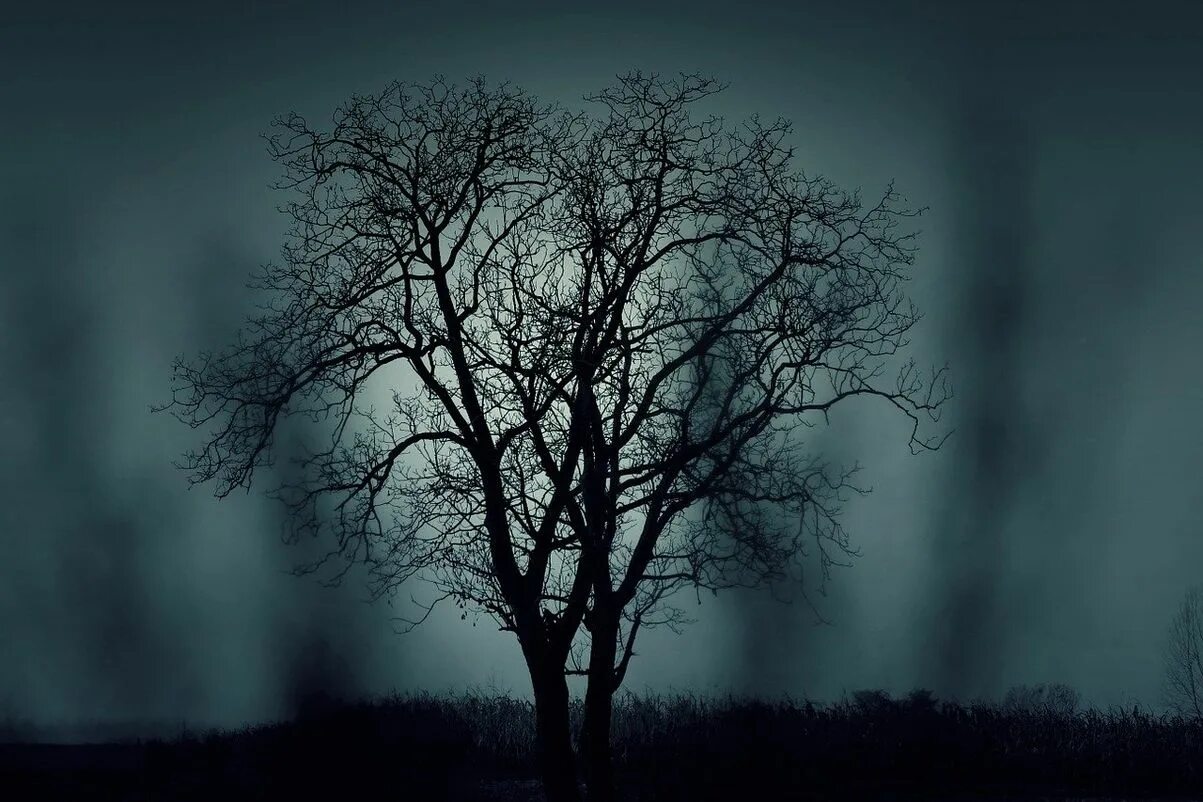 Мрак мрачный. Мрачное дерево. Зловещее дерево. Темное дерево. Страшное дерево.