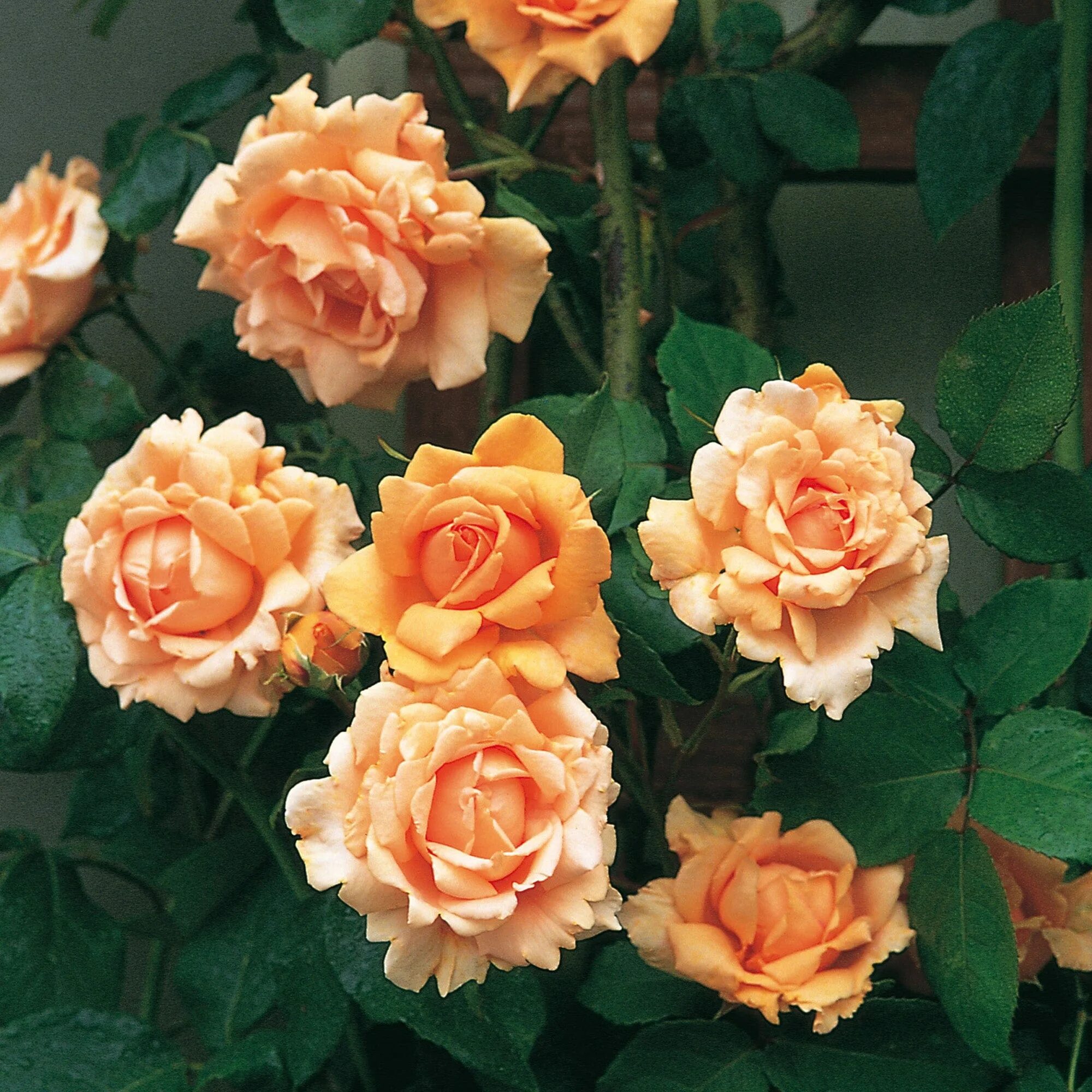 Coenzyme q10. Тотал лайф. Оф лайф. Офис лайф пермь. Оф лайф.