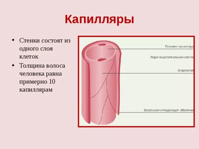 Состоят из 1 слоя клеток. Строение стенки сосуда капилляры. Слои стенки капилляра. Строение стенки прекапиляра. Строение стенок капиляр.