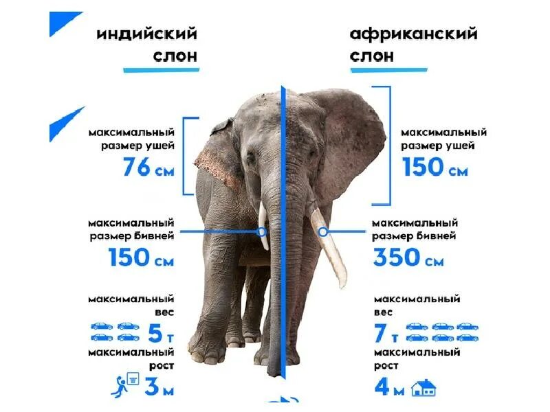 Размеры слона. Африканский и индийский слоний. Рост африканского слона. Африканские слоны и индийские слоны отличия.