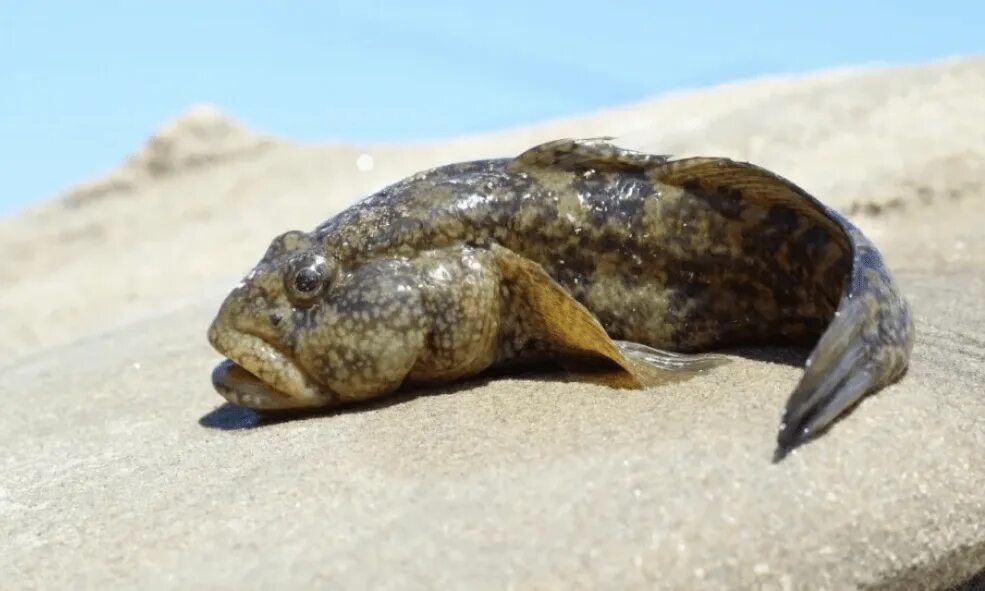 Бычок азовского моря. Бычки Азовского моря. Бычок рыба Черноморский. Морской бычок Азовское море. Азовский бычок рыба.