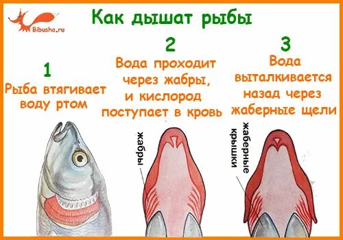 Рыба дышит растворенным в воде. Как дышат рыбы. как дышит рыба в воде. как рыба дышит жабрами. как рыбы дышат под водой.
