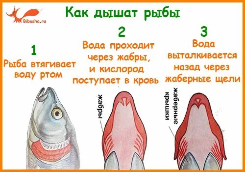 Как дышат рыбы в воде. Как дышат рыбы. Как дышит рыба в воде. Как рыбы дышат жабрами. Как рыбы дышат под водой.