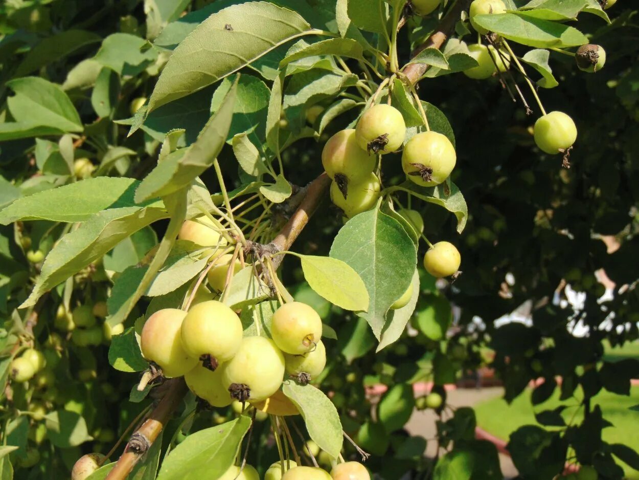 Яблоня Ягодная Malus baccata. Дикая яблоня Сиверса. Яблоня Сибирская дичка. Яблоня Сибирская Malus baccata.