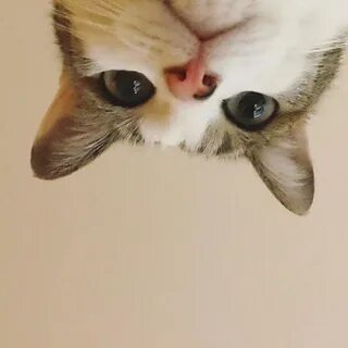 Котиков там