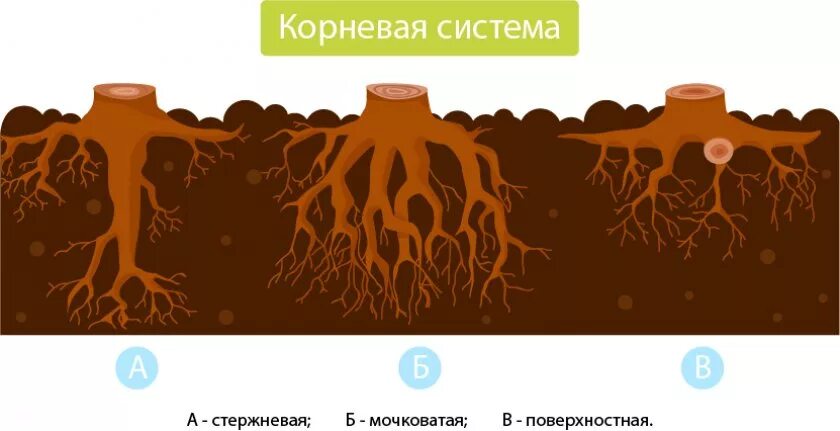 Какие корни у сосны. Стержневая корневая система сосны. Тип корневой системы сосны обыкновенной. Ель обыкновенная корневая система. Типы корневых систем деревьев.