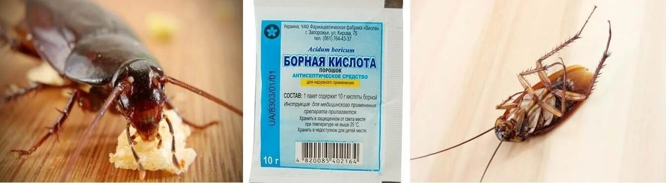 Отрава от тараканов борной кислотой и яйцом. Кислота от тараканов. Борная кислота от тараканов. Средство от тараканов с борной кислотой. Борная кислота и тараканы.