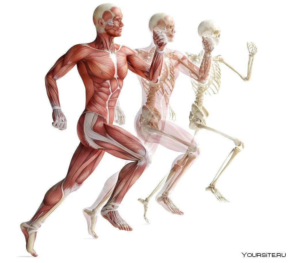 Опорно двигательный аппарат. Опорно двигательная система скелет и мышцы. Опорно-двигательная система (костно-мышечная). Анатомия Ода опорно-двигательного аппарата. Анатомия человека костно мышечная система.